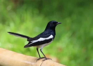 Panduan Cara Ternak Burung Kacer agar Cepat Bertelur bagi Pemula cara ternak burung kacer