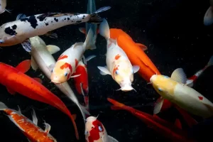 9 Cara Ternak Ikan Koi untuk Mendapatkan Hasil Berkualitas Tinggi cara ternak ikan koi