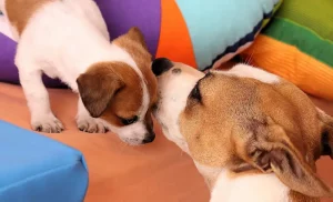 Ciri-ciri Anjing Hamil dan Cara Merawatnya ciri ciri anjing hamil