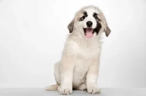 ciri ciri anjing sakit perut