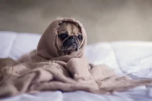 7 Ciri Ciri Anjing Stress dan Bagaimana Kamu Bisa Membantunya ciri ciri anjing stress