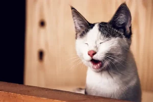 Kenali Ciri-Ciri Kucing Sakit serta Bagaimana Cara Merawatnya ciri ciri kucing sakit