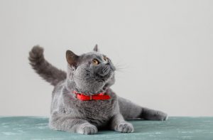 grey-cat-lying-looking-up_176474-6827
