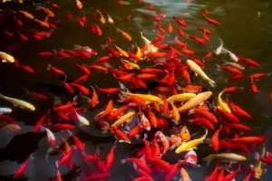 ikan koi tidak mau makan
