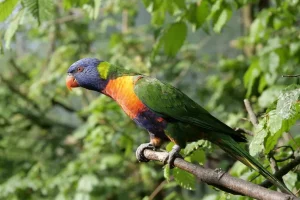 6 Jenis Burung Beo yang Bisa Dipelihara jenis burung beo