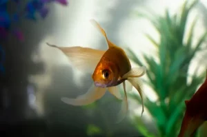 jenis ikan mas