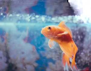 jenis jenis ikan hias air tawar