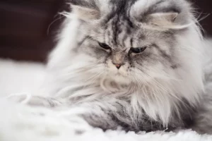 jenis jenis kucing ras