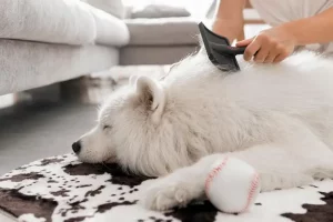 Mengenal 3 Jenis Kutu pada Anjing dan Cara Mengatasinya jenis kutu anjing