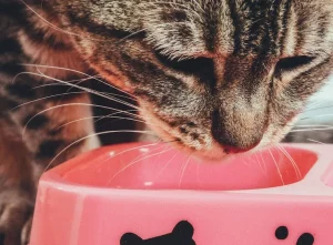 Jenis Makanan Kucing: Panduan Lengkap Memilih Makan Terbaik untuk si Mpus jenis makanan kucing