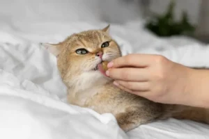 5 Jenis Vitamin untuk Kucing dan Manfaatnya jenis vitamin untuk kucing