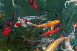 7 Kebutuhan Nutrisi Ikan Koi, Penting Untuk Jaga Kesehatan kebutuhan nutrisi ikan koi