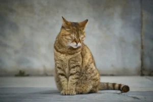 kenapa perut kucing bunyi