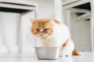 kucing bosan dengan makanannya
