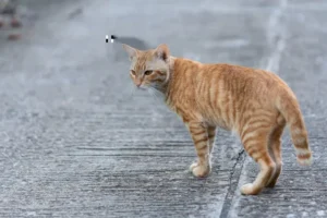 4 Alasan Kucing Kurus padahal Banyak Makan kucing kurus padahal banyak makan