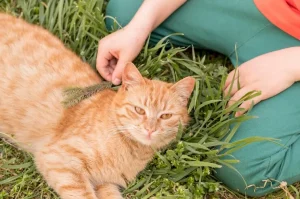 Pahami Alasan Mengapa Kucing Suka Makan Rumput dan Bahayanya kucing makan rumput