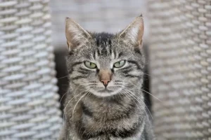 8 Penyebab Kucing Marah serta Cara Mengatasinya dengan Tepat kucing marah