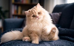 kucing-persia.jpg