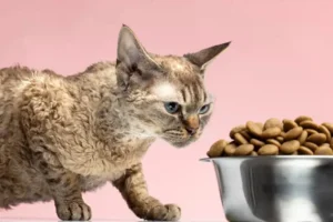 Cara Mengatasi Kucing Pilih-Pilih Makanan dengan Tepat kucing pilih pilih makanan