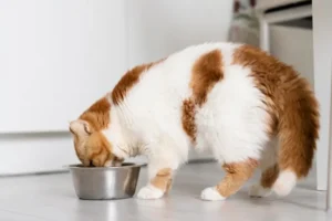 kucing selalu lapar