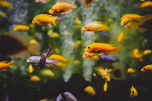 Ciri Lingkungan Air yang Ideal untuk Ikan Hias agar Ikan Tetap Sehat lingkungan air yang ideal untuk ikan hias adalah