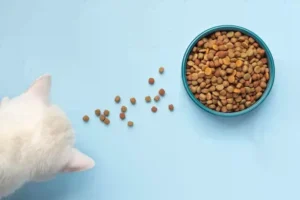 4 Rekomendasi Makanan Kucing Setelah Steril yang Penuh Nutrisi makanan kucing setelah steril