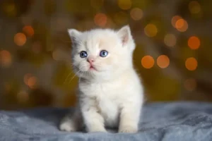 Makanan Untuk Kucing Yang Baru Melahirkan makanan untuk kucing yang baru melahirkan
