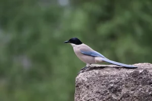 7 Manfaat Embun Malam untuk Burung Murai Batu agar Suaranya Lantang manfaat embun malam untuk murai batu