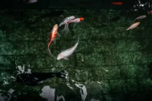 9 Manfaat Memelihara Ikan Koi di Rumah manfaat memelihara ikan koi