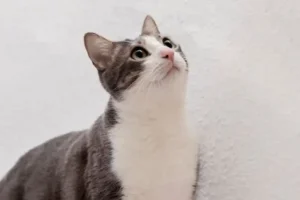 7 Manfaat Minyak Ikan untuk Kucing yang Harus Diketahui manfaat minyak ikan untuk kucing