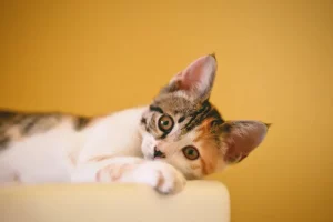 Kucing Steril, Lebih Bahagia: Manfaat Sterilisasi Bagi Kucing manfaat sterilisasi kucing