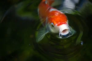 5 Cara Mencerahkan Warna Ikan Koi dengan Tepat mencerahkan warna ikan koi
