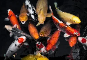 5 Cara Mengatasi Ikan Koi Flashing dengan Mudah, Perhatikan Kualitas Air! mengatasi ikan koi flashing