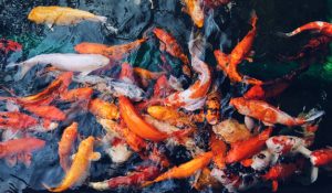 overhead-shot-colorful-koi-fish-gathered-all-together-water_181624-3644