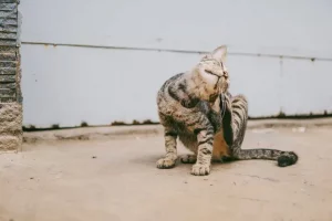 Waspadai 11 Penyakit Kulit Kucing dan Cara Melindungi Kucing Kesayangan penyakit kulit kucing