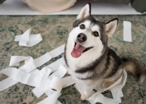 penyebab anjing muntah kuning