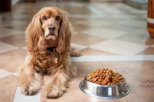9 Penyebab Anjing Tidak Mau Makan serta Cara Mengatasinya penyebab anjing tidak mau makan