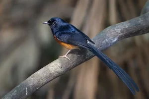 Penyebab Murai Batu Suaranya Monoton dan Cara Mengatasinya penyebab murai batu suara monoton