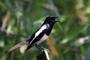 Panduan Perawatan Kacer Dorong Ekor agar Nyaring Bunyinya perawatan kacer dorong ekor