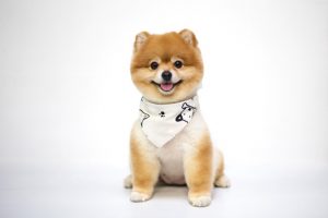 pomeranian-dog-sitting-white_127207-25