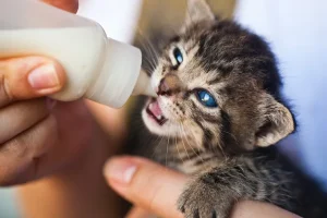 Porsi Makan Anak Kucing yang Tepat untuk Pertumbuhannya porsi makan anak kucing