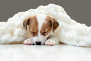 8 Posisi Tidur Anjing beserta Artinya posisi tidur anjing