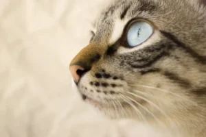 8 Manfaat Prebiotik untuk Kesehatan Kucing yang Harus Dipahami prebiotik untuk kucing