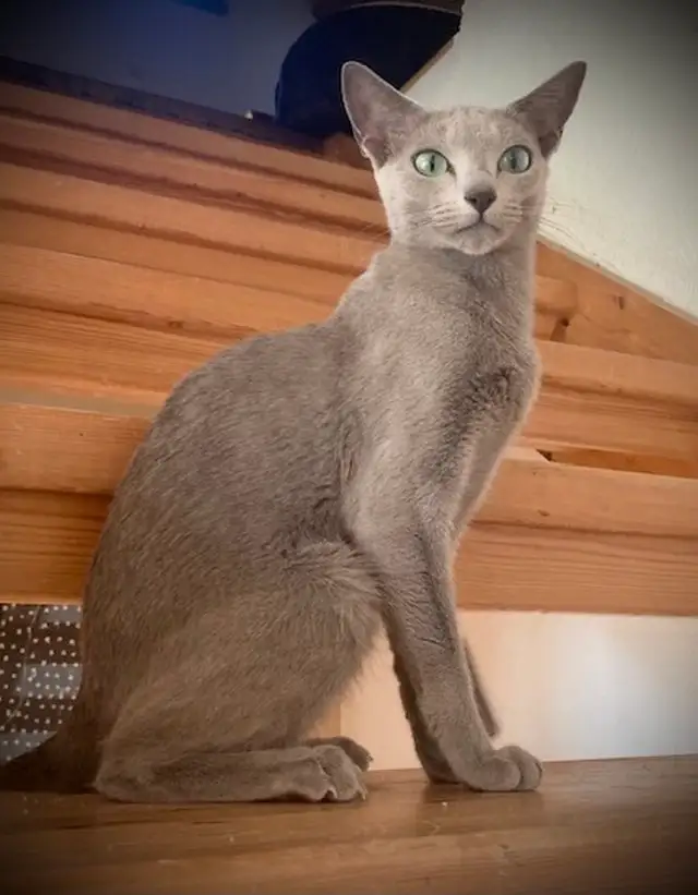 russian blue