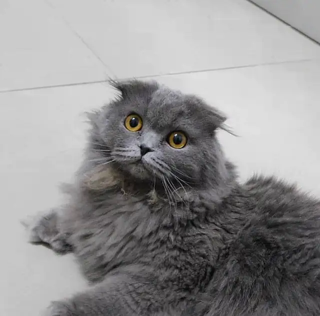 scottish fold