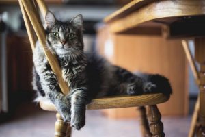 selective-focus-closeup-shot-gray-furry-tabby-cat-sitting-wooden-chair_181624-8432