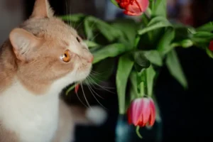 9 Manfaat Serat untuk Kesehatan Kucing serat untuk kucing