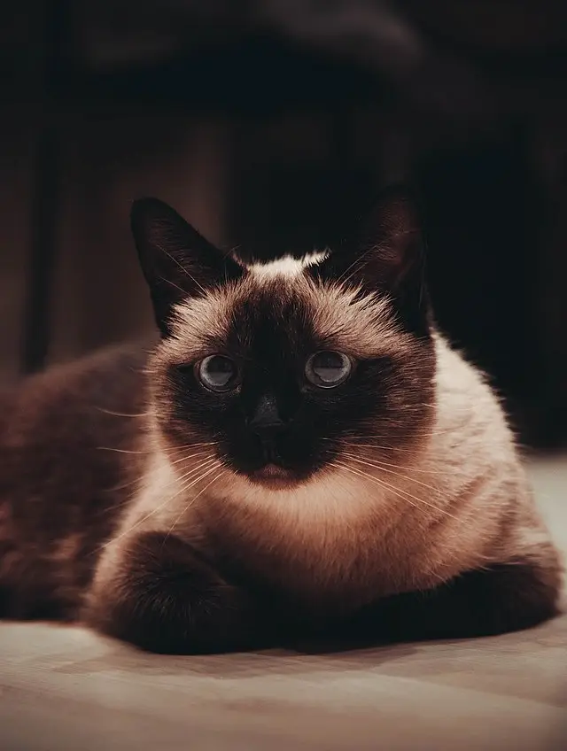 siamese