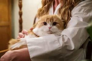13 Sifat Kucing yang Harus Dipahami Sebelum Memeliharanya sifat kucing