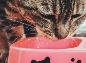 Takaran Makanan Kucing yang Tepat untuk Hariannya takaran makanan kucing